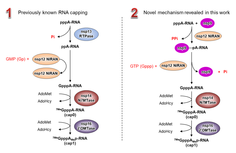 20221004-新冠病毒RNA加帽的传统机制(左侧)和本工作发现的新机制(右侧)-娄智勇-科研成果.png