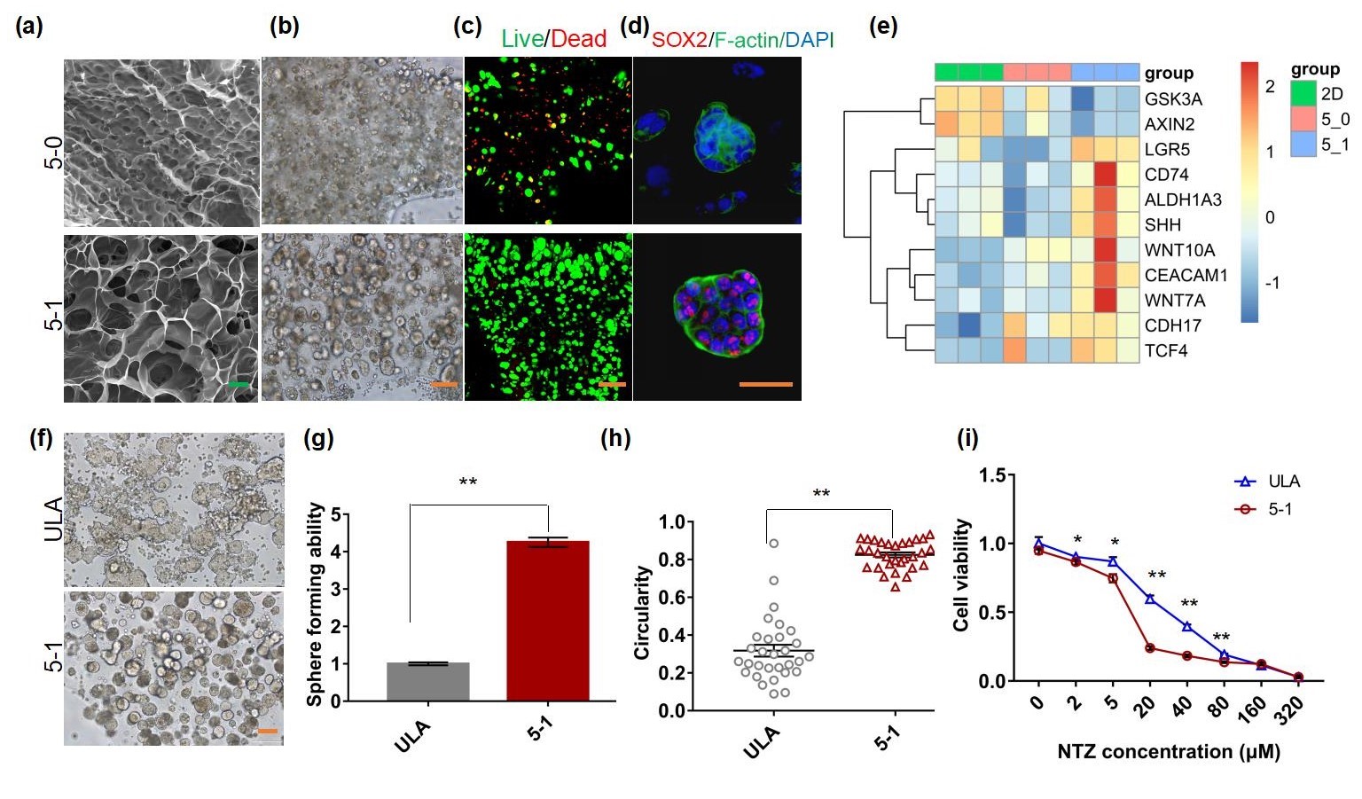 20220322-米兰milan官方网站熊卓、张婷团队研发一种用于肿瘤药物筛选的结直肠癌干细胞高效诱导新模型-机械系-三维打印的杂化水凝胶具有诱导富集CSCs的特性,其诱导的CSCs球可作为靶向CSCs药物筛选模型。 (a-c)杂化水凝胶具有良好的孔隙率和生物相容性;(d-e)杂化水凝胶来源细胞微球的干性增强;(f-i)杂化水凝胶诱导富集的干细胞球更多、更均一且对靶向CSCs药物更加敏感。.jpg
