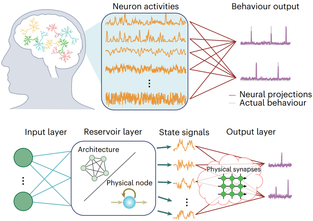 20240312-物理储备池计算研究综述-集成电路学院-图1 作为一种新型类脑计算架构,物理备池计算系统包含输入、输出和储备池层,可高效处理时序信号.png