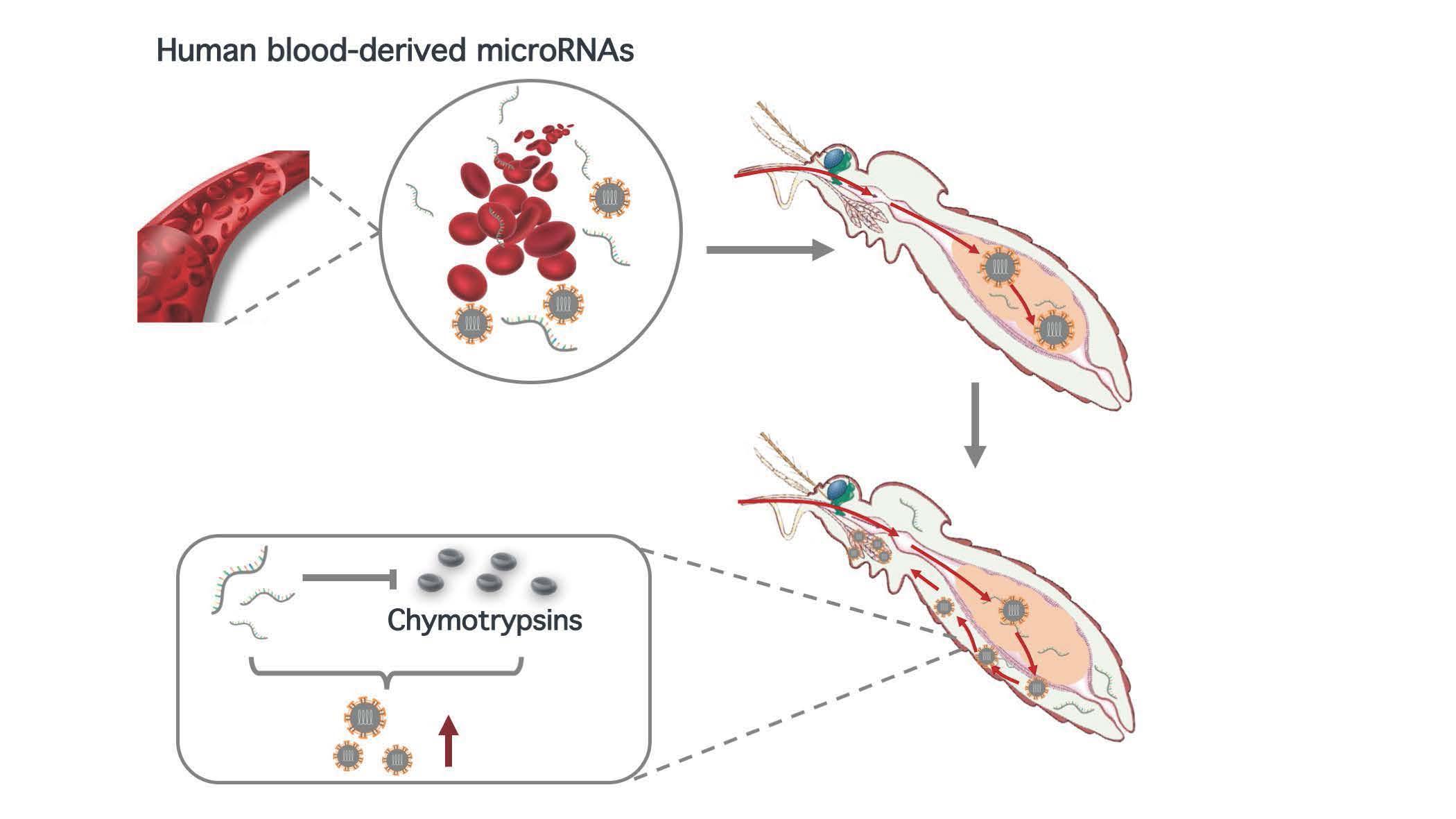 2021-12-14-科研成果-米兰milan官方网站医学院程功实验室-Cell Reports.jpg