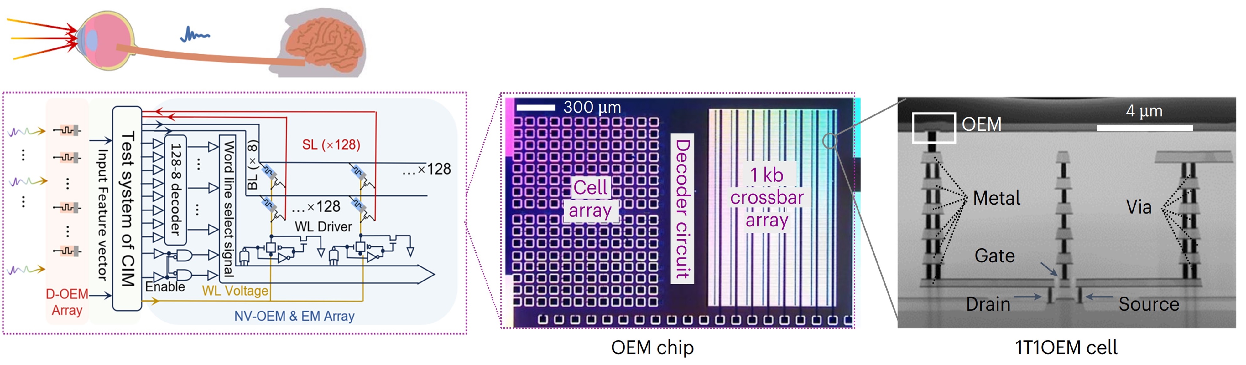 20241115-感存算一体化-唐建石-图1 多模态感存算一体化光电忆阻器阵列:片上集成1kb光电忆阻器1T-1OEM单元和硅CMOS外围电路.jpg