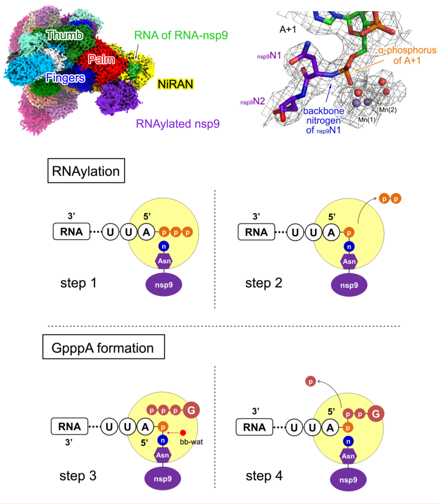 医学院饶子和娄智勇团队等发现生物界中RNA加帽的新机制.png