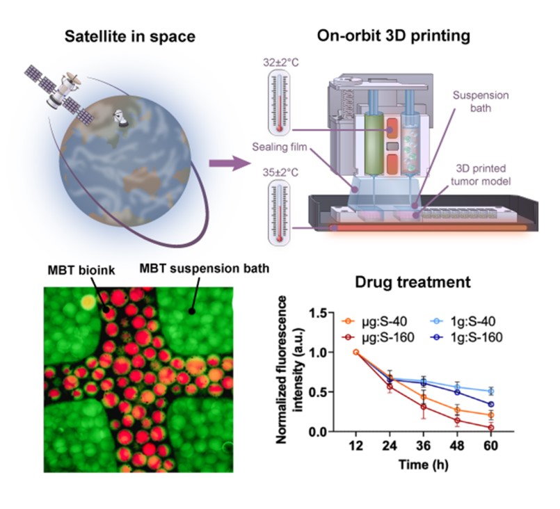 20240103-机械系熊卓、张婷团队实现肿瘤模型太空3D打印,发现耐药癌细胞对药物变敏感!-机械系-3D肿瘤模型的在轨打印流程与实验结果.jpg