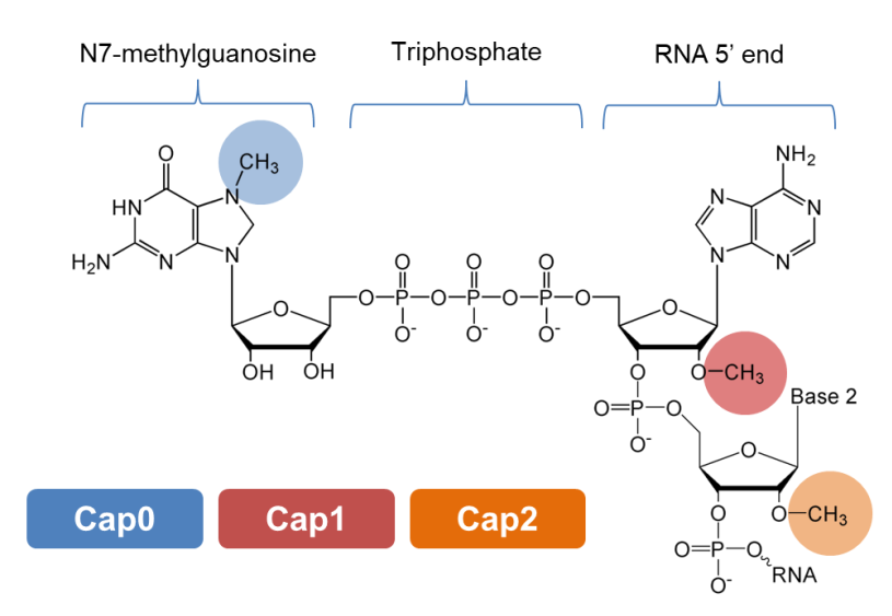 20221004- 帽(Cap)结构-娄智勇-科研成果.png