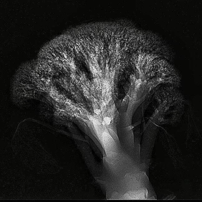 20230117-X 艺术国际创新工作坊-毕文立-X光下的花椰菜.jpg