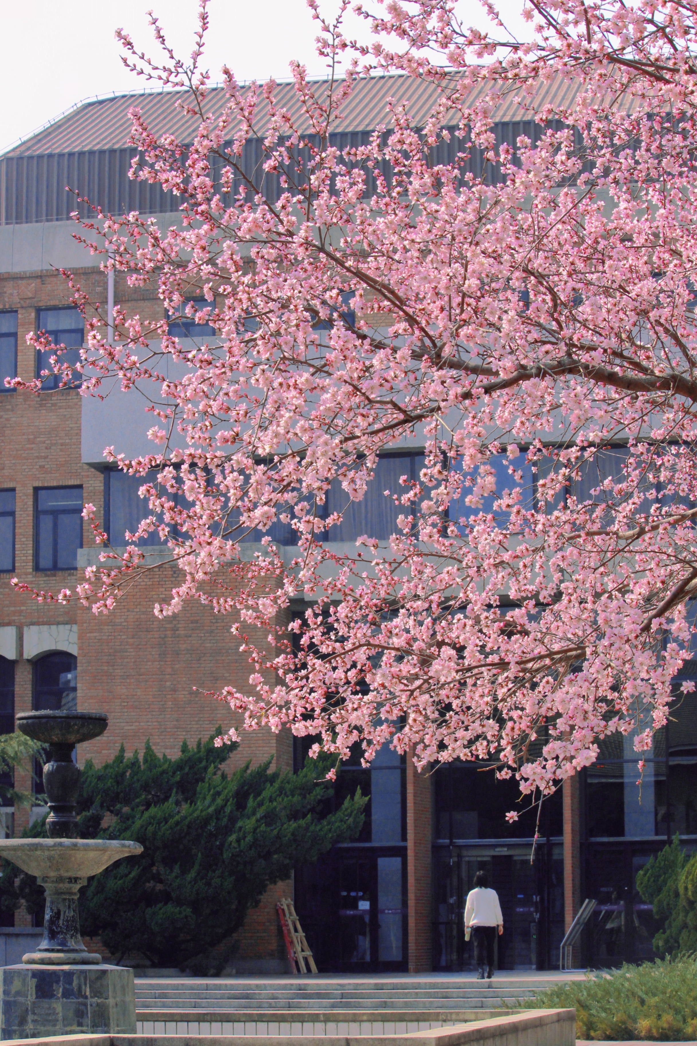 20240401-米兰四月天-学生摄影-5.jpg